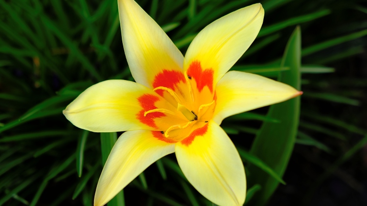 yellow tulip with red markings